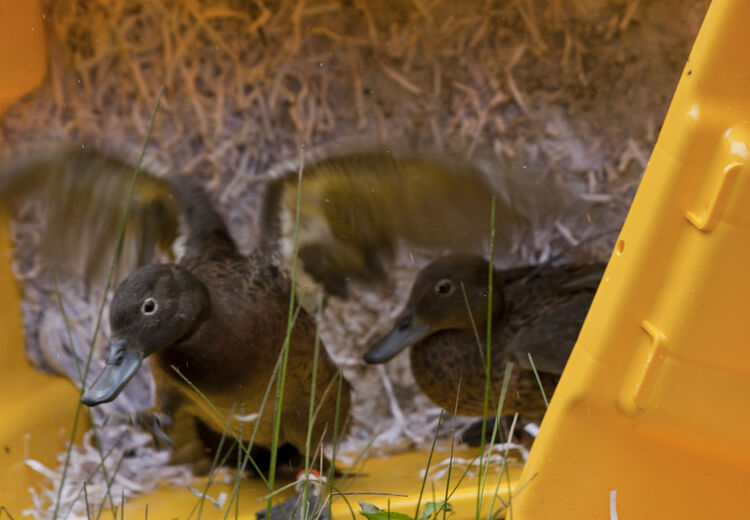 Brown Teal Isaac Conservation & Wildlife Trust