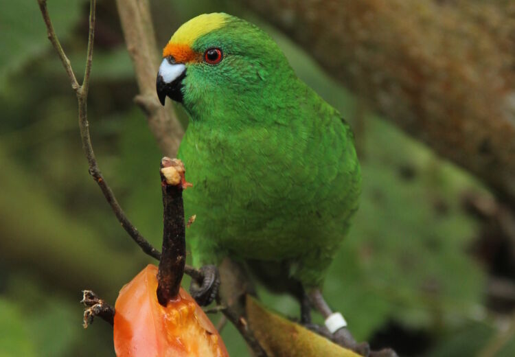 Orange fronted parakeet - Isaac Conservation & Wildlife Trust