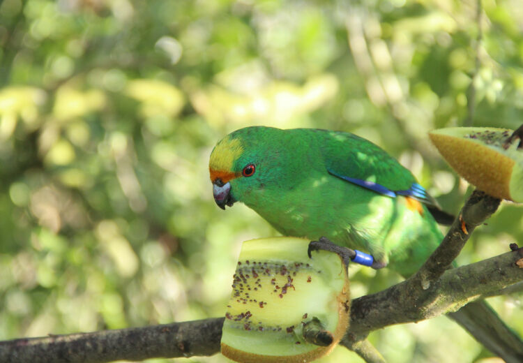 Orange fronted parakeet - Isaac Conservation & Wildlife Trust